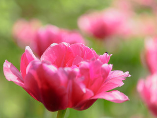 Beautiful blossoming tulip