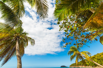 Palm trees by the sea in La Perle beach in Guadeloupe