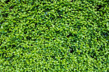 green leaves wall background, full frame