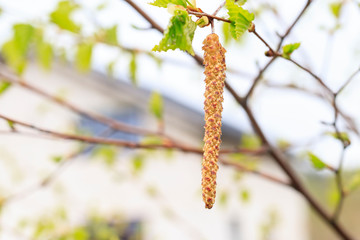 Spring. daylight. birch is just starting to blossom. there are earrings.