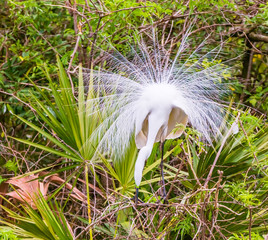 Great White Egret Courtship Display