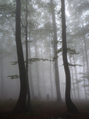 Human silhouette backpacker uprising between trees in a forest covered with thick fog