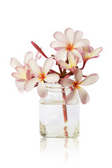 Sweet Pink Plumeria Flowers in Glass Vase Isolated on White Background