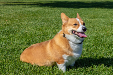 Photo of a Red Sable Pembroke Welsh Corgi Dog in grass.