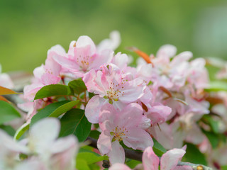 Blooming apple tree