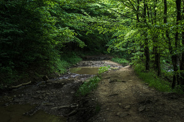 Forest road in a dark forest 