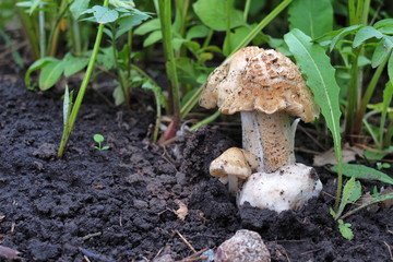 spring mushroom