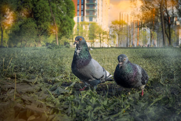 pigeons in the park