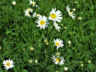 field of daisies