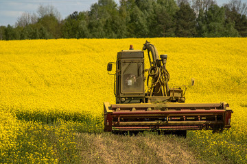 combine harvester working on colza field