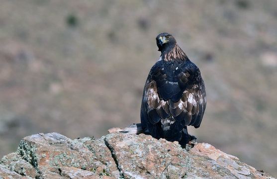 Hembra de agula real adulta