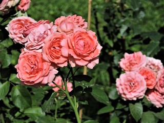 bouquet of pink roses