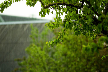 tree leaves in the rain 