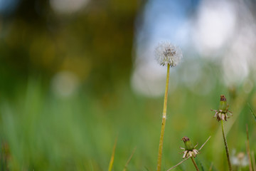 One dandelion on the field close-up on a sunny day.