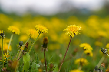 One dandelion on the field close-up on a sunny day.