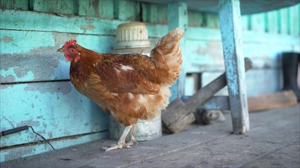 Chicken eats blue paint. Chicken pecks paint.