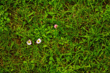 grass with three flowers background, summer grass texture