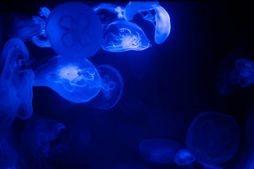 Blue Jellyfish