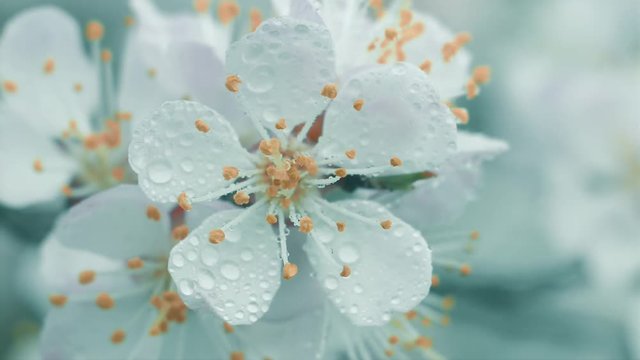 Flowers apricots in raindrops bloom in the garden on a flowering apricot tree. Spring flowers close up. Nature. 4k video