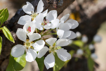 Beautiful spring white flowers pears on a branch with green leaves. Closeup.