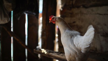 White chicken is not a poor farm. Poverty in the village. Beautiful Thai Country Chickens in the Chicken Farm.