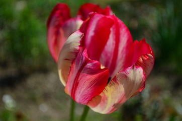 Motley red and yellow tulip flower close up