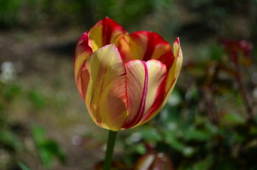 Motley red and yellow tulip flower close up
