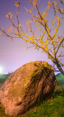stone and tree at night w'ith stars