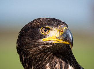 Close-up of an immature American bald eagle