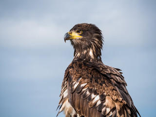 Immature American bald eagle against blue sky