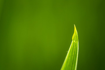 water drops on a blade of grass