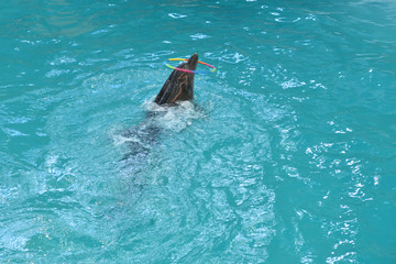 Obraz premium The cute dolphin swims in his pool at the dolphinarium and performs on the show.