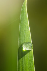 water drops on a blade of grass