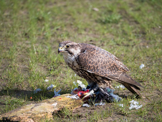 Lanner falcon and his pigeon prey in meadow