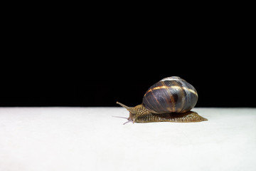 The big snail after a rain creeps on a white surface at night