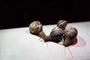 A group of large snails after a rain crawls on a white surface at night.
