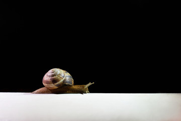 The big snail after a rain creeps on a white surface at night