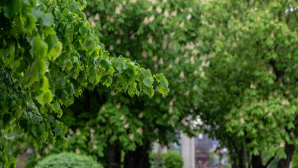 Wet leaves of trees after the rain in the city