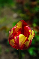 Motley red and yellow tulip flower close up