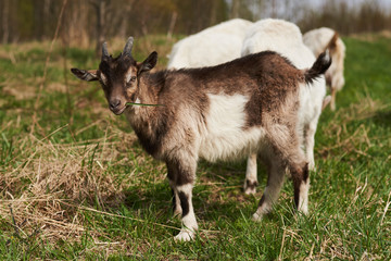 Small goat on the farm.