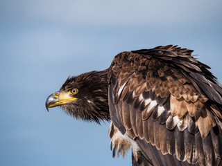 Immature American bald eagle against blue sky