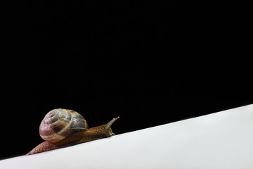 Beautiful big snail crawling up the white surface on a black background. Close-up © pridannikov