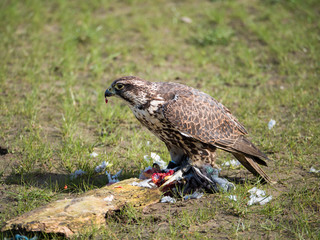 Lanner falcon and his pigeon prey in meadow