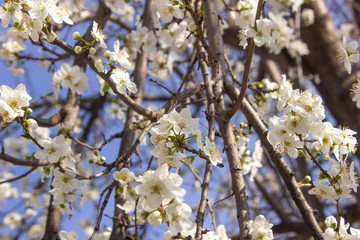 Spring flowers on the tree