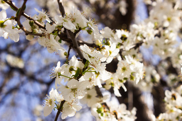 Spring flowers on the tree