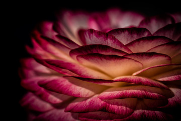 Obraz premium flowerpower