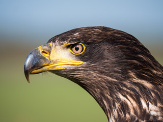 Fototapeta premium Close-up of an immature American bald eagle