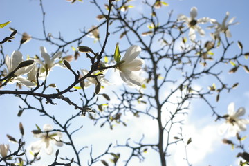 white flower against sunlight