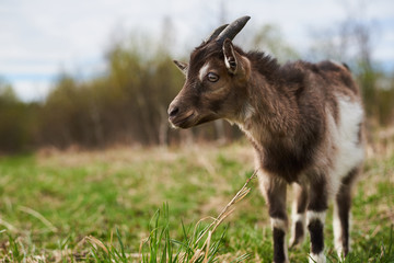 Small  goat on the farm.