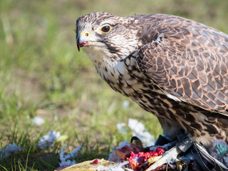Close-up of a Lanner falcon and his pigeon prey